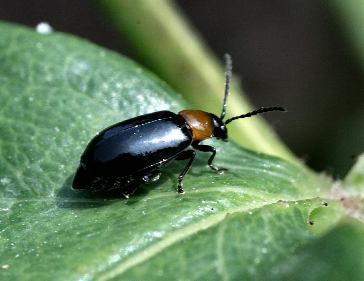 Cantharis  ? No. Luperus sp. /Chrysomelidae)